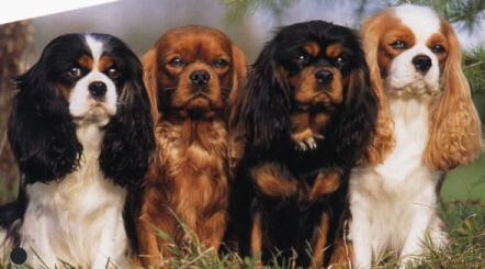 Cavalier King Charles spaniel