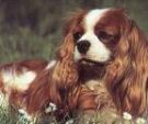 cavalier