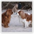 (155/255): Spotkanie w Pobierowie z Jag (Magic of Sweetness Azurowa Amhara), Demikiem (Jameson Pomeranian Beauties) i Amperem (Cassanowa Magic Baccara)